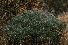 Stachys spinosa