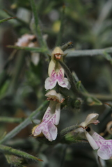 Stachys spinosa