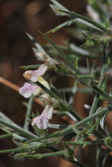 Stachys spinosa