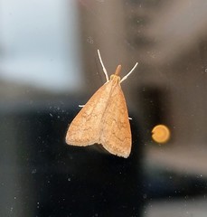 Udea rubigalis