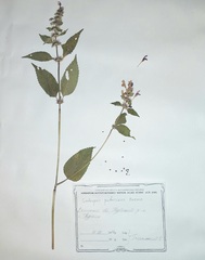 Galeopsis pubescens