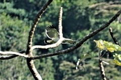 Pseudastur albicollis