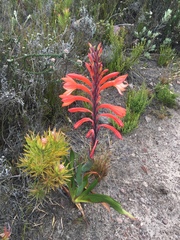 Watsonia tabularis