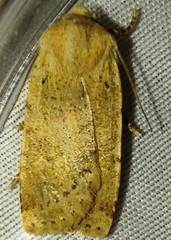 Conistra daubei