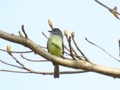 Phyllomyias griseiceps