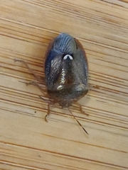 Ascra bifida