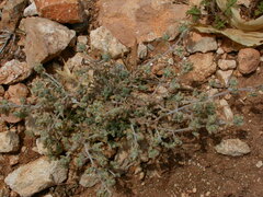 Teucrium alpestre