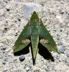 Xylophanes chiron
