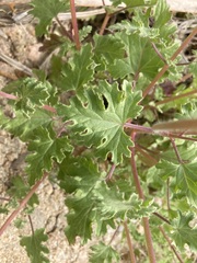 Perityle crassifolia