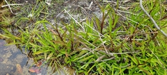Disa uniflora