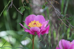 Paeonia broteri