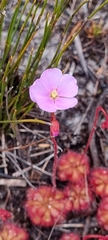 Drosera admirabilis