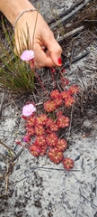 Drosera admirabilis
