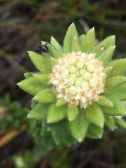 Phylica dioica