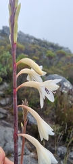 Watsonia tabularis