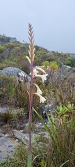 Watsonia tabularis