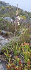 Watsonia tabularis
