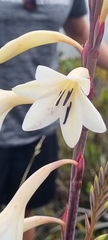 Watsonia tabularis