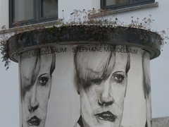 Sedum album