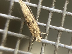 Tineinae