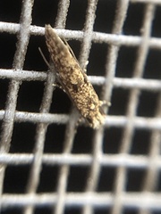 Tineinae