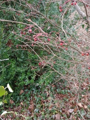 Euonymus