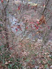 Euonymus