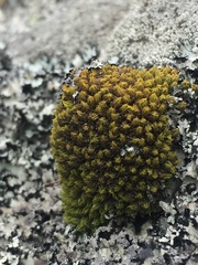Hypodontium