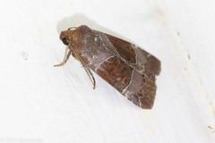 Hampsonodes mastoides