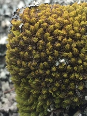 Hypodontium