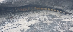 Pseudocordylus microlepidotus microlepidotus