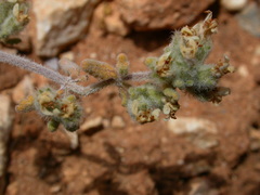 Teucrium alpestre