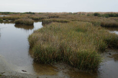 Sporobolus alterniflorus