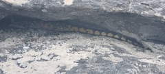 Pseudocordylus microlepidotus microlepidotus