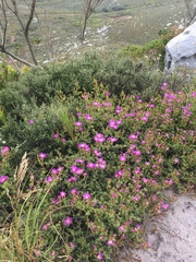 Lampranthus falciformis