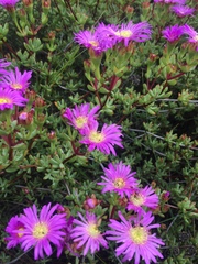 Lampranthus falciformis