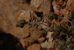 Teucrium alpestre