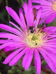 Lampranthus falciformis