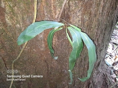 Asplenium serratum