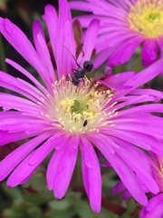 Lampranthus falciformis