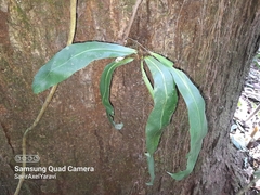 Asplenium serratum