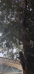 Pometia pinnata