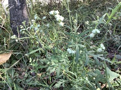 Parthenium