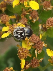 Hopliini