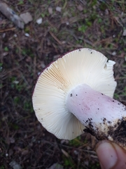 Russula xerampelina