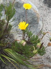 Ursinia paleacea