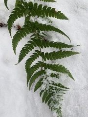 Dryopteris clintoniana