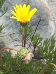 Ursinia paleacea