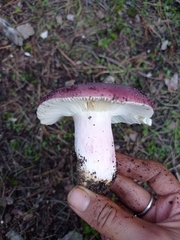 Russula xerampelina