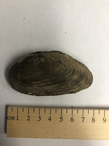 Eurynia dilatata